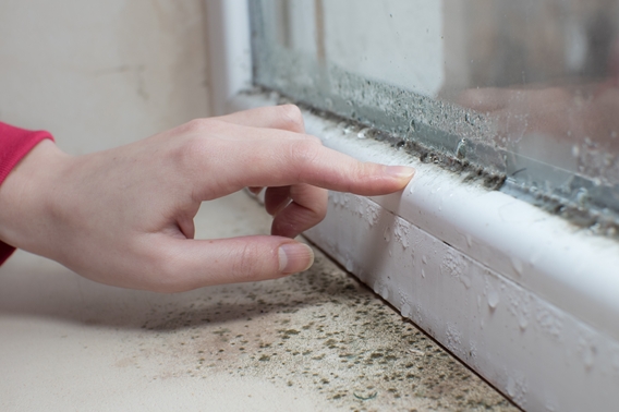 Mould on a window frame